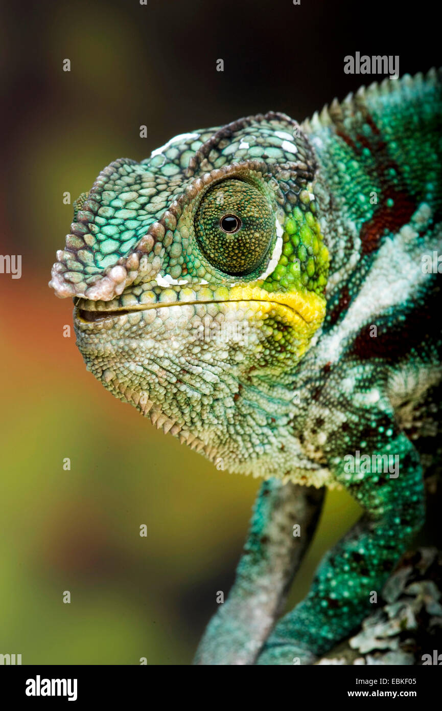 Panther chameleon (Furcifer pardalis, Chamaeleo pardalis), portrait Stock Photo