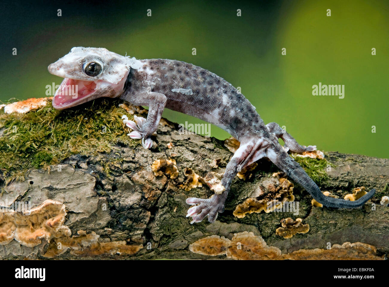 tokay gecko, tokee (Gekko gecko, Gecko gecko), breed Pied Granite Stock Photo