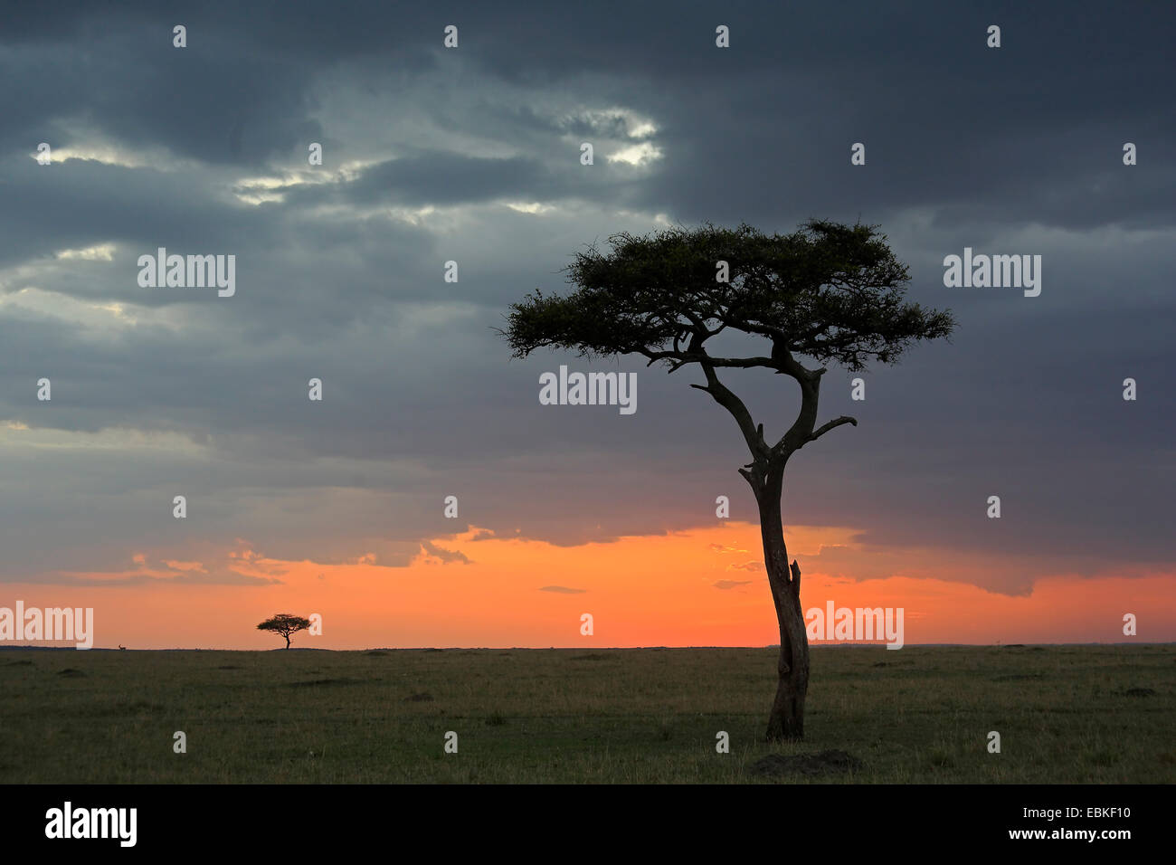Sunset at masai mara hi-res stock photography and images - Alamy
