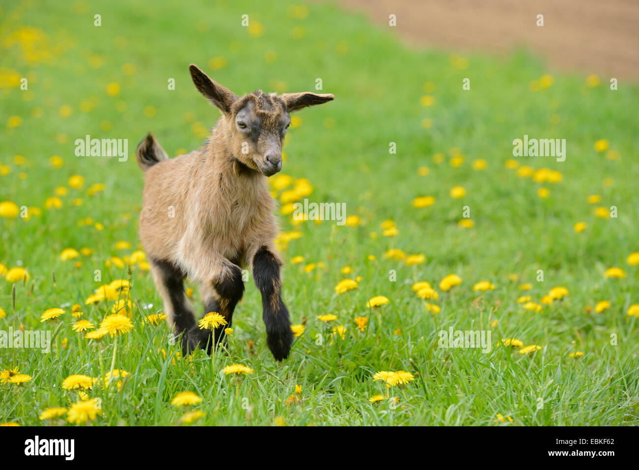 domestic goat (Capra hircus, Capra aegagrus f. hircus), goatling running across a pasture, Germany Stock Photo