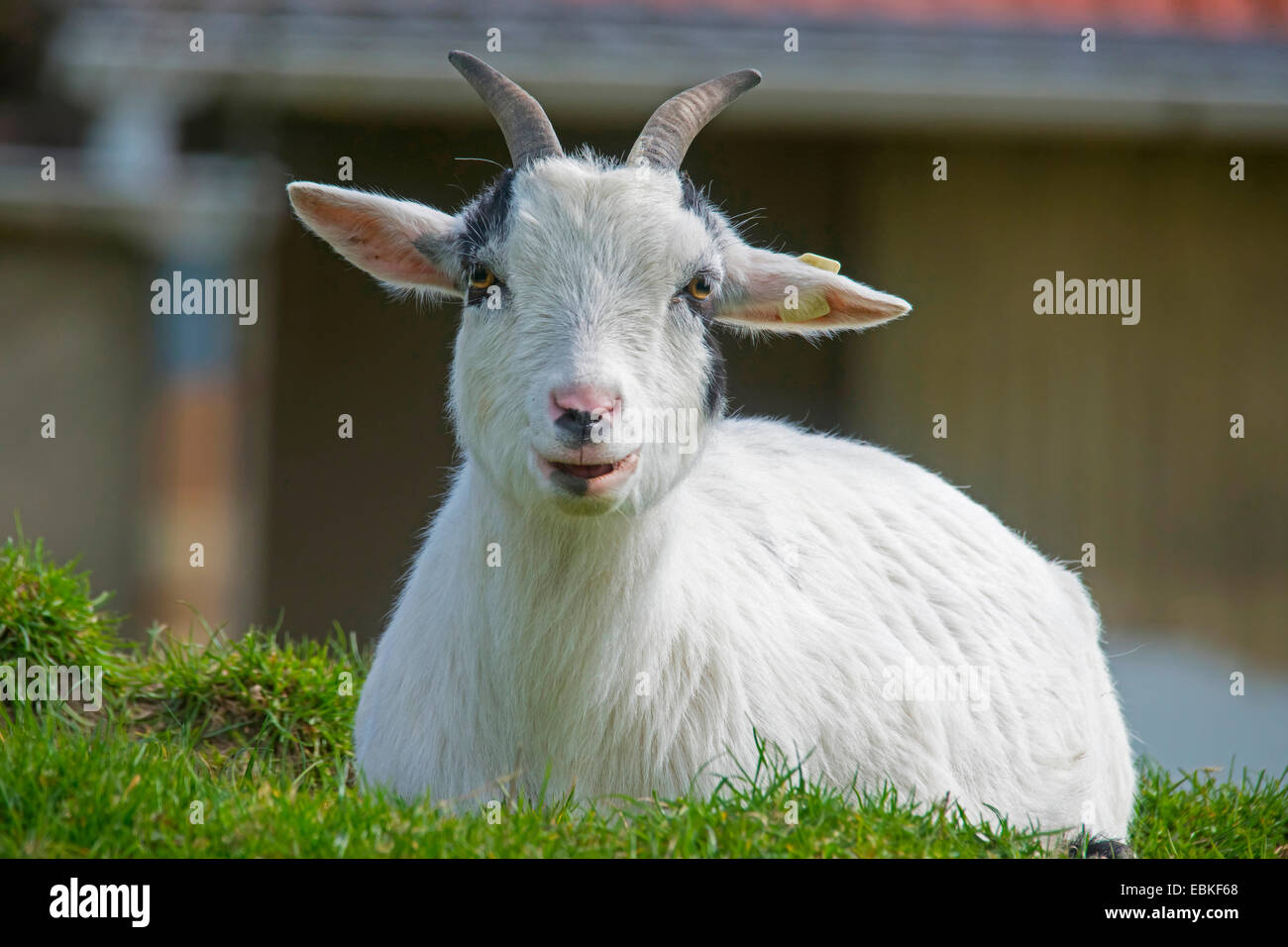 domestic goat (Capra hircus, Capra aegagrus f. hircus), white animal with black spots sitting on a lawn, Germany, North Rhine-Westphalia Stock Photo