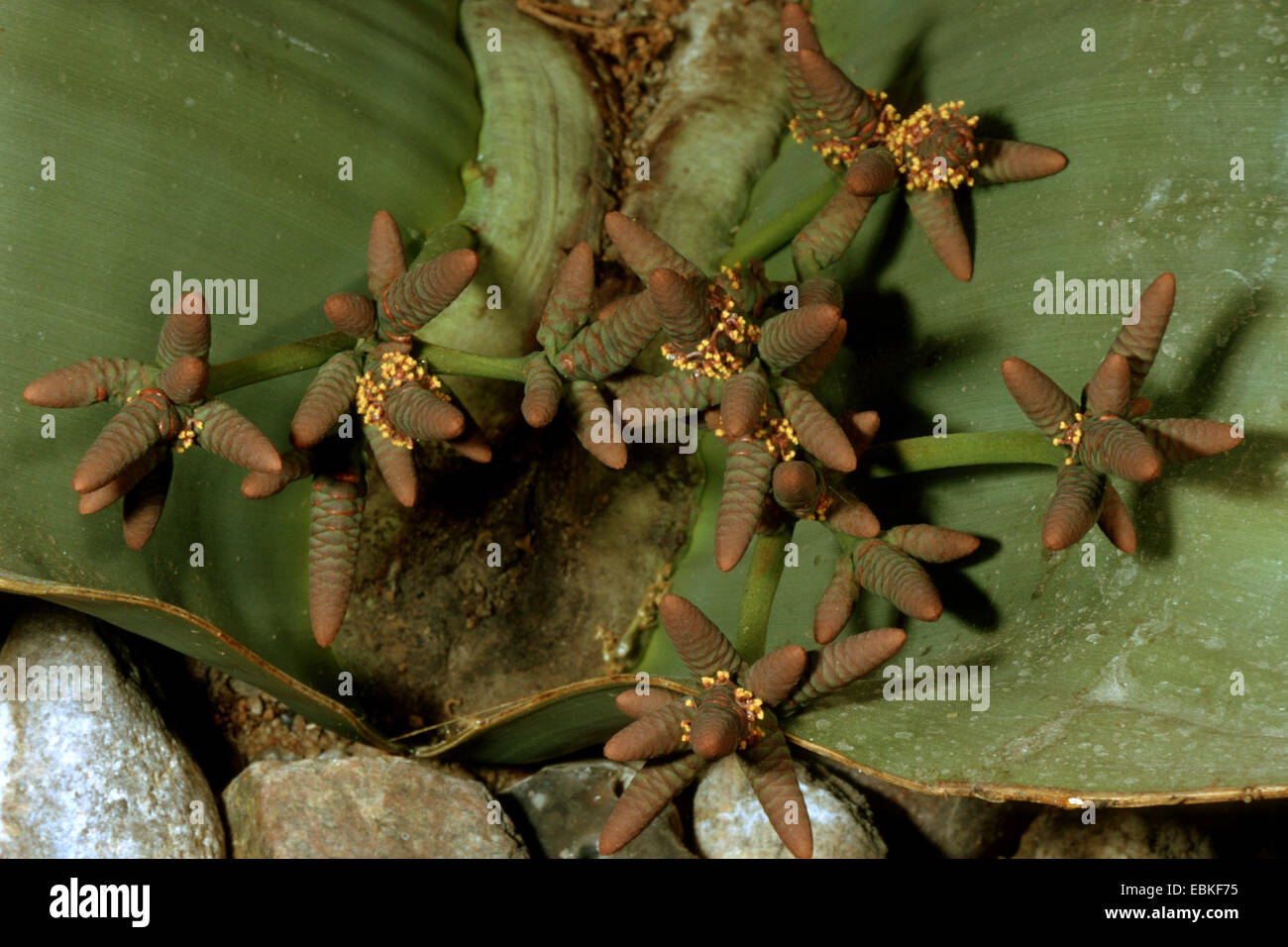 tree tumbo, tumboa, welwitschia (Welwitschia mirabilis), male inflorescences Stock Photo