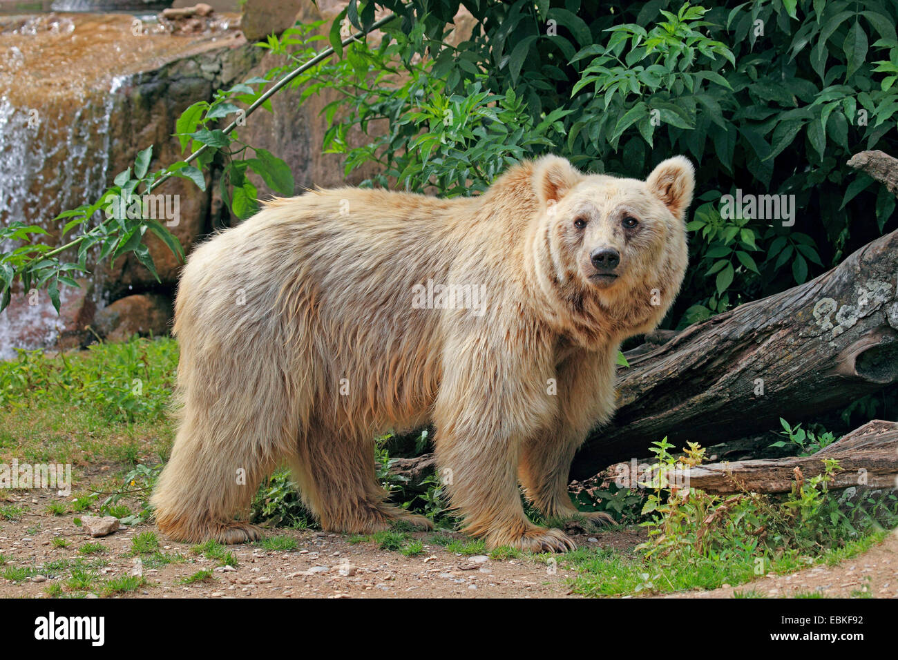 Syrian brown bear (Ursus arctos syriacus), in outdoor enclosure Stock Photo