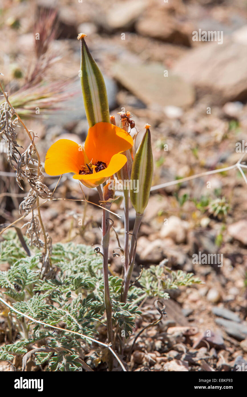 Golden butterfly tulip, cats-ear, Golden mariposa tulip, sego lily, star tulip, mariposa lilies (Calochortus spec.), flower and infructescences, USA, Arizona, Sonora Wueste, Phoenix Stock Photo