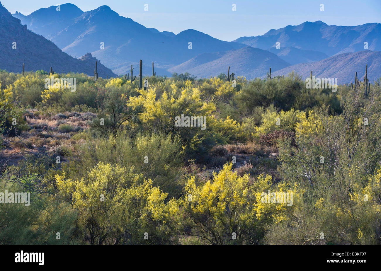 Foothill Palo Verde, Yellow Paloverde (Parkinsonia microphylla), blooming in Sonora deser, USA, Arizona, Phoenix Stock Photo
