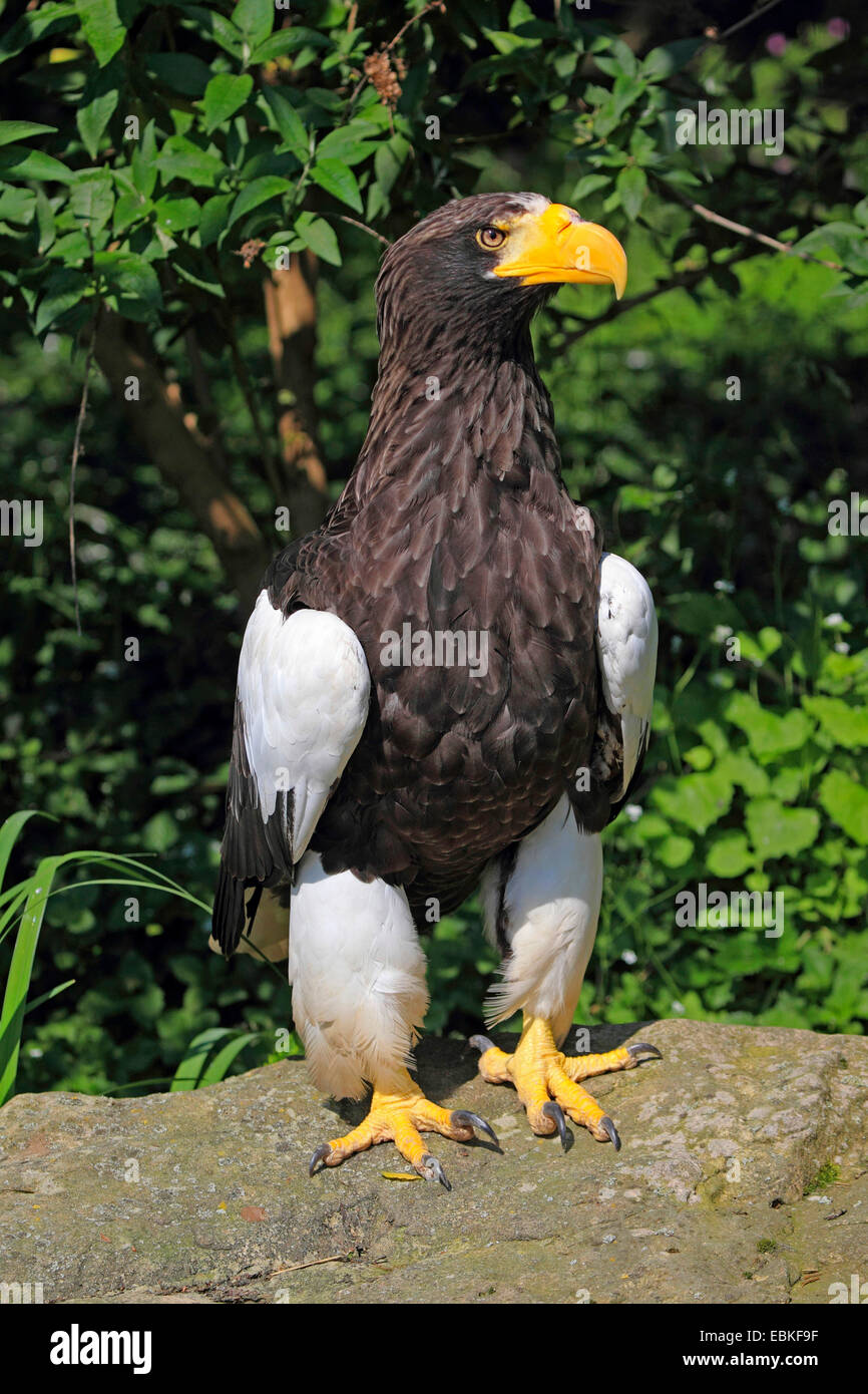 Steller's sea eagle (Haliaeetus pelagicus), standing on a stone Stock Photo
