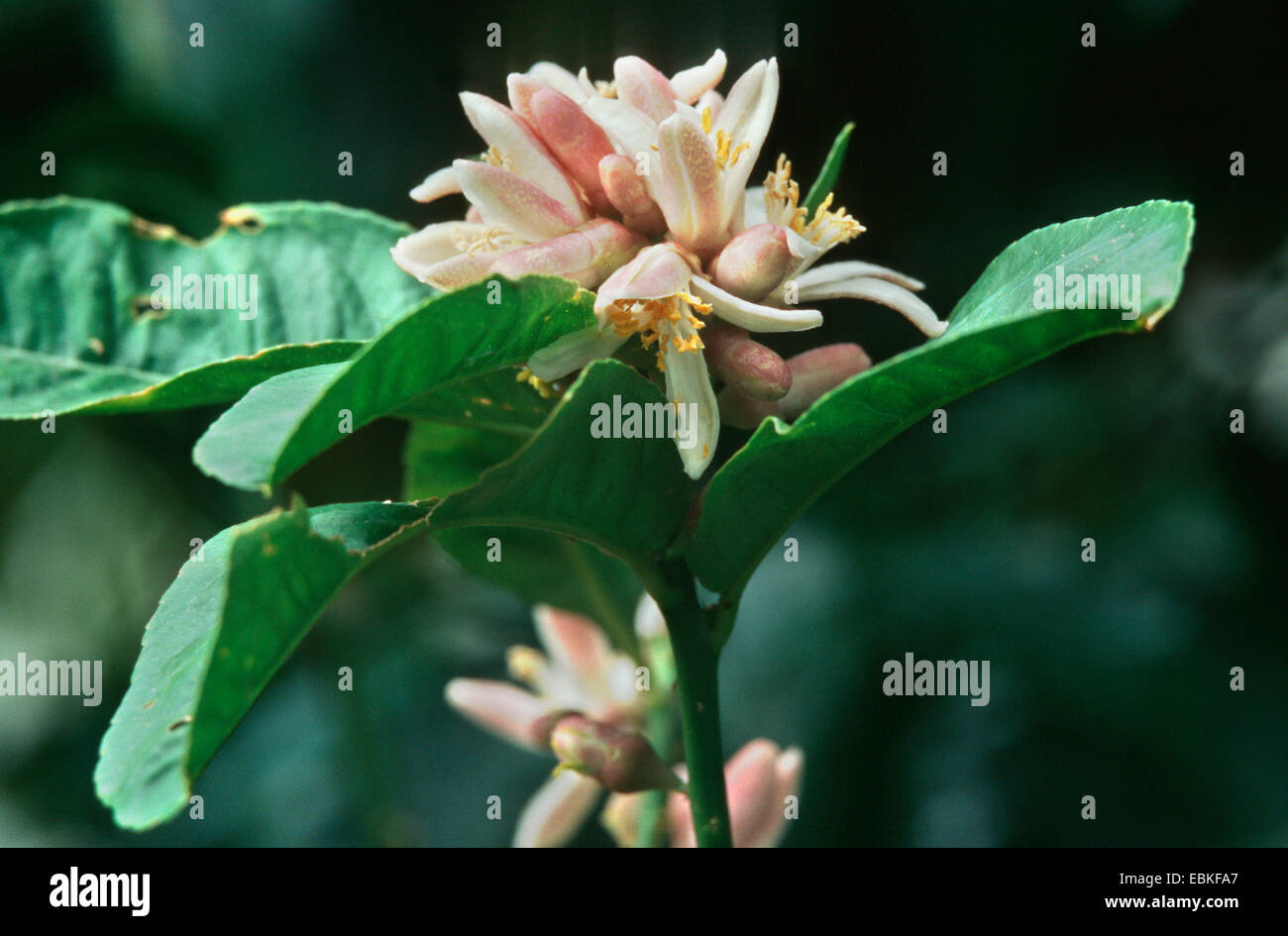 Buddha's Hand Citron (Citrus medica var. sarcodactylis, Citrus medica 'Digitata'), blooming Stock Photo