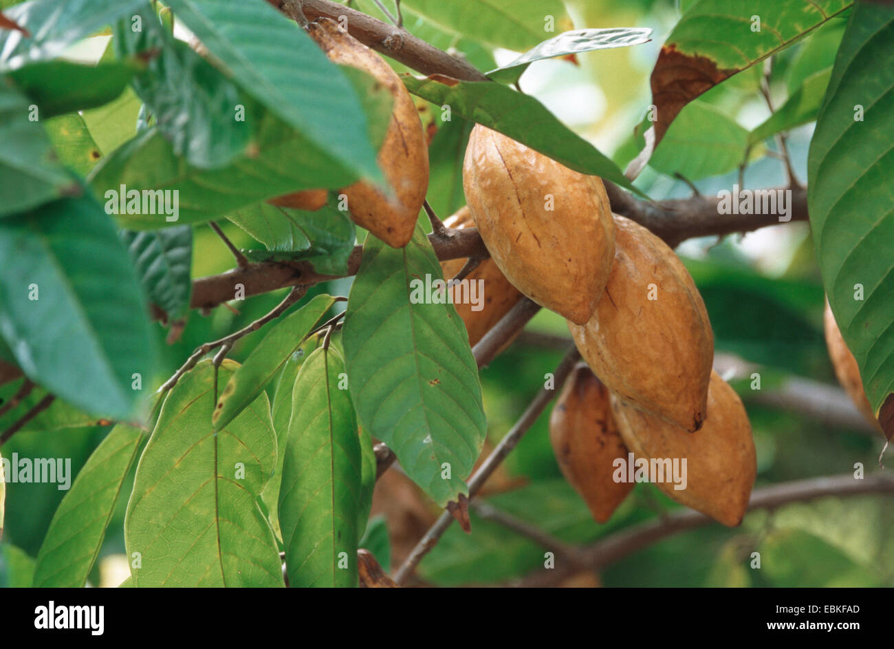 chocolate, cocoa tree (Theobroma cacao), twig with fruits Stock Photo