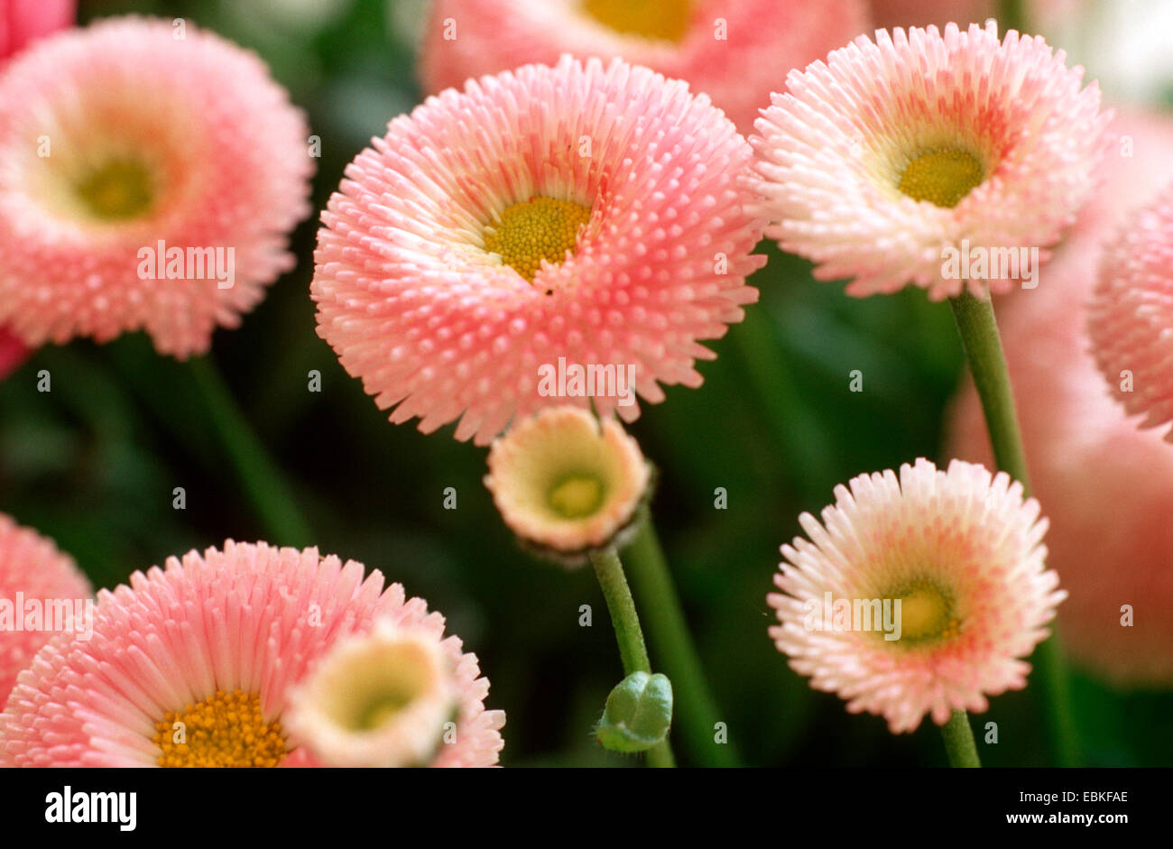 common daisy, lawn daisy, English daisy (Bellis perennis 'Pomponette Rosa', Bellis perennis Pomponette Rosa), cultivar Pomponette Rosa Stock Photo