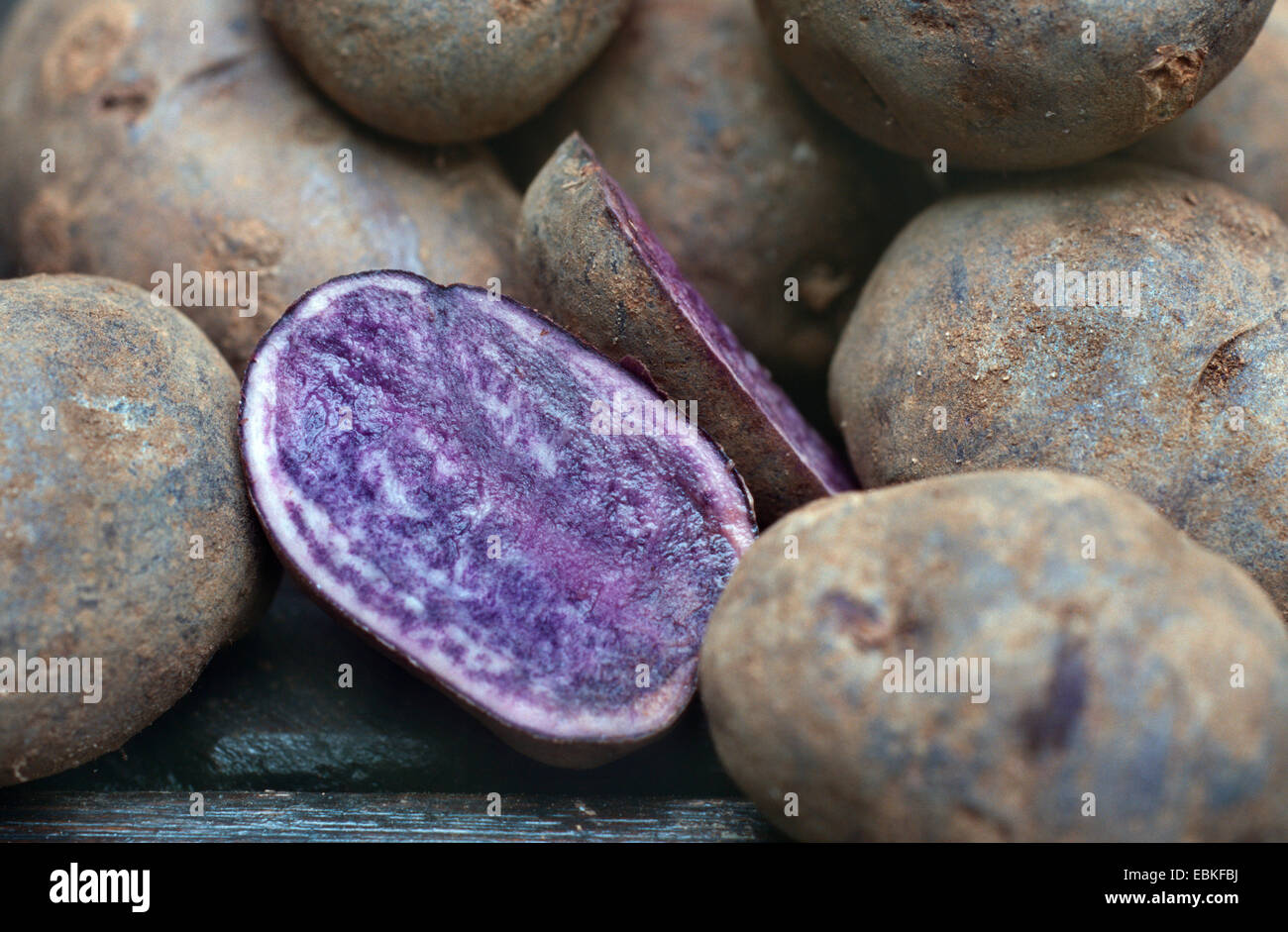 potato (Solanum tuberosum 'Valfi', Solanum tuberosum Valfi), Sort Valfi Stock Photo
