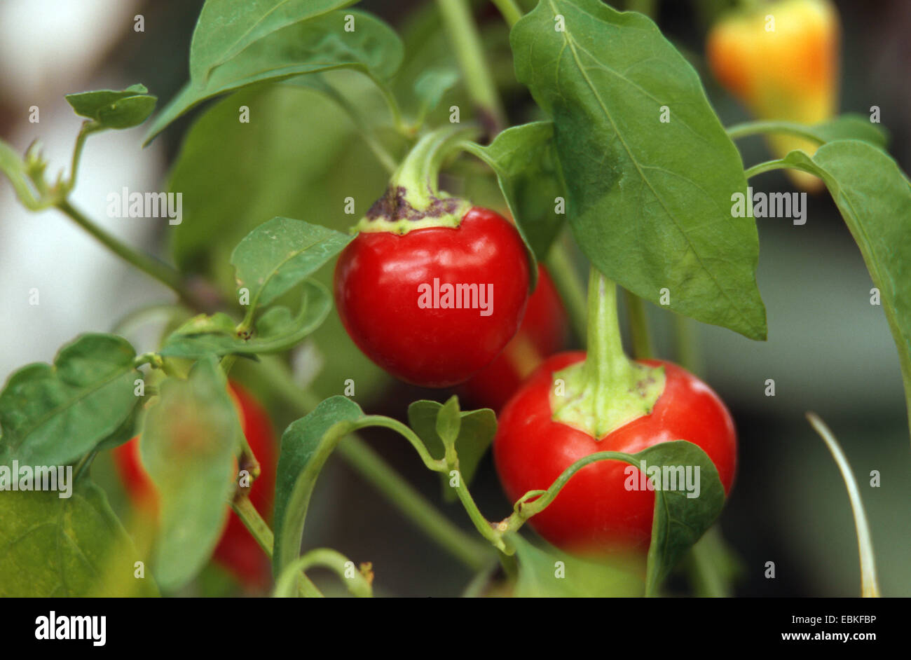Red pepper, paprika (Capsicum chinense 'Biberiye', Capsicum chinense Biberiye), fruits of cultivar Biberiye Stock Photo