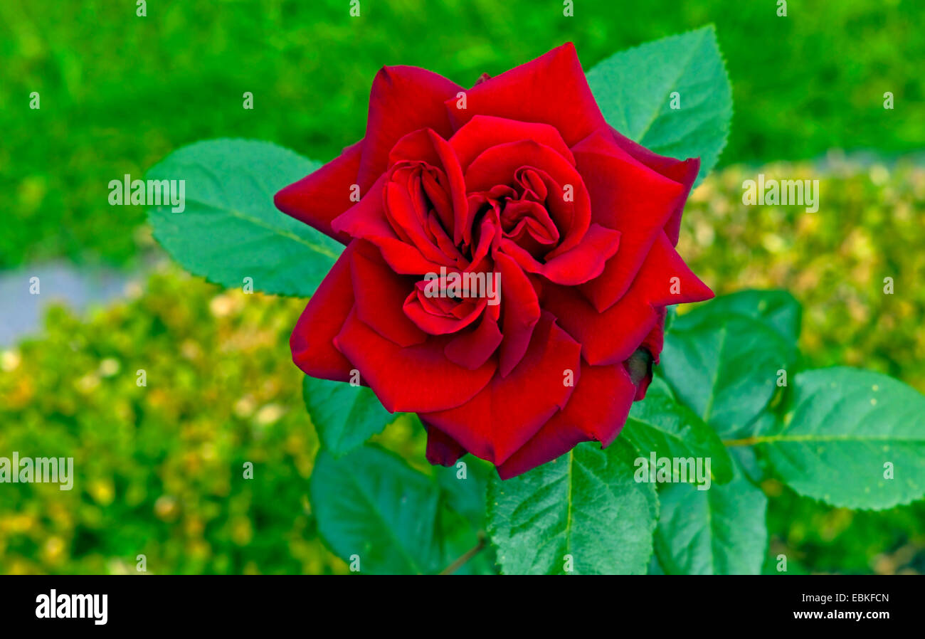 ornamental rose (Rosa 'Schwarze Madonna', Rosa Schwarze Madonna), cultivar Schwarze Madonna, flower Stock Photo