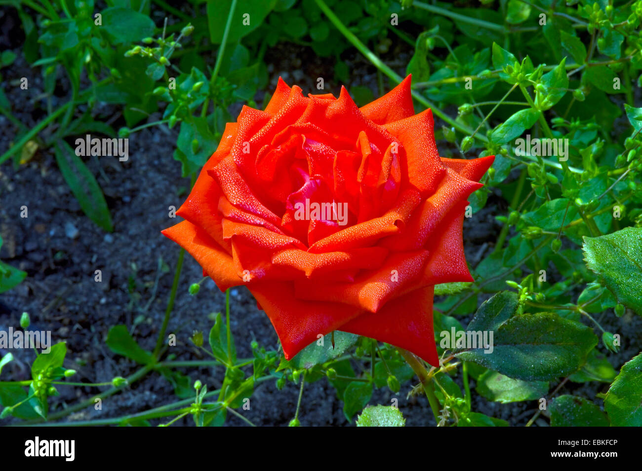 ornamental rose (Rosa 'Amanda', Rosa Amanda), blooming in a flowerbeet with weed Stock Photo