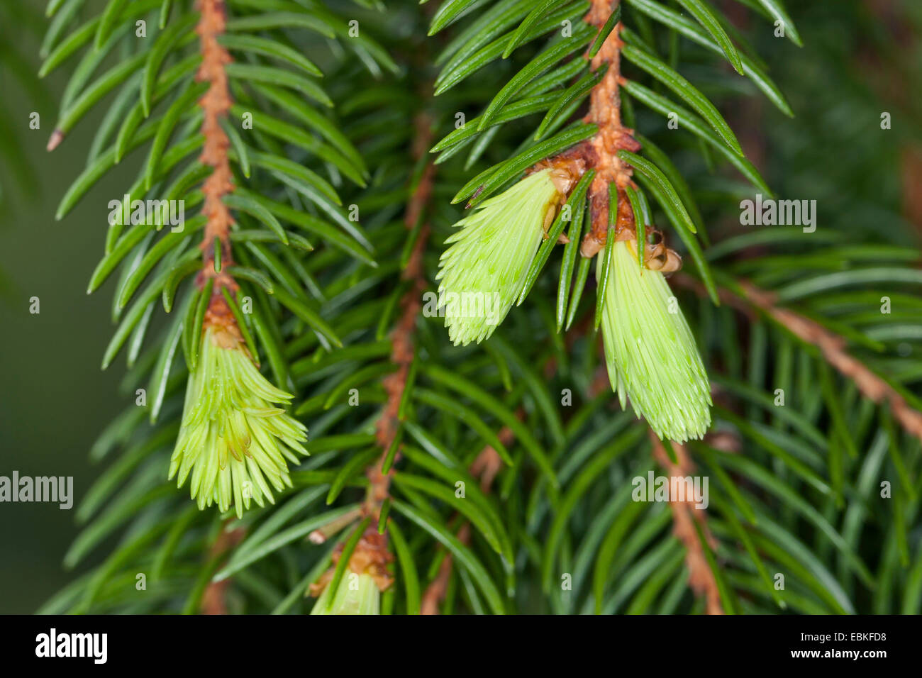 Norway spruce (Picea abies), young shootings, Germany Stock Photo