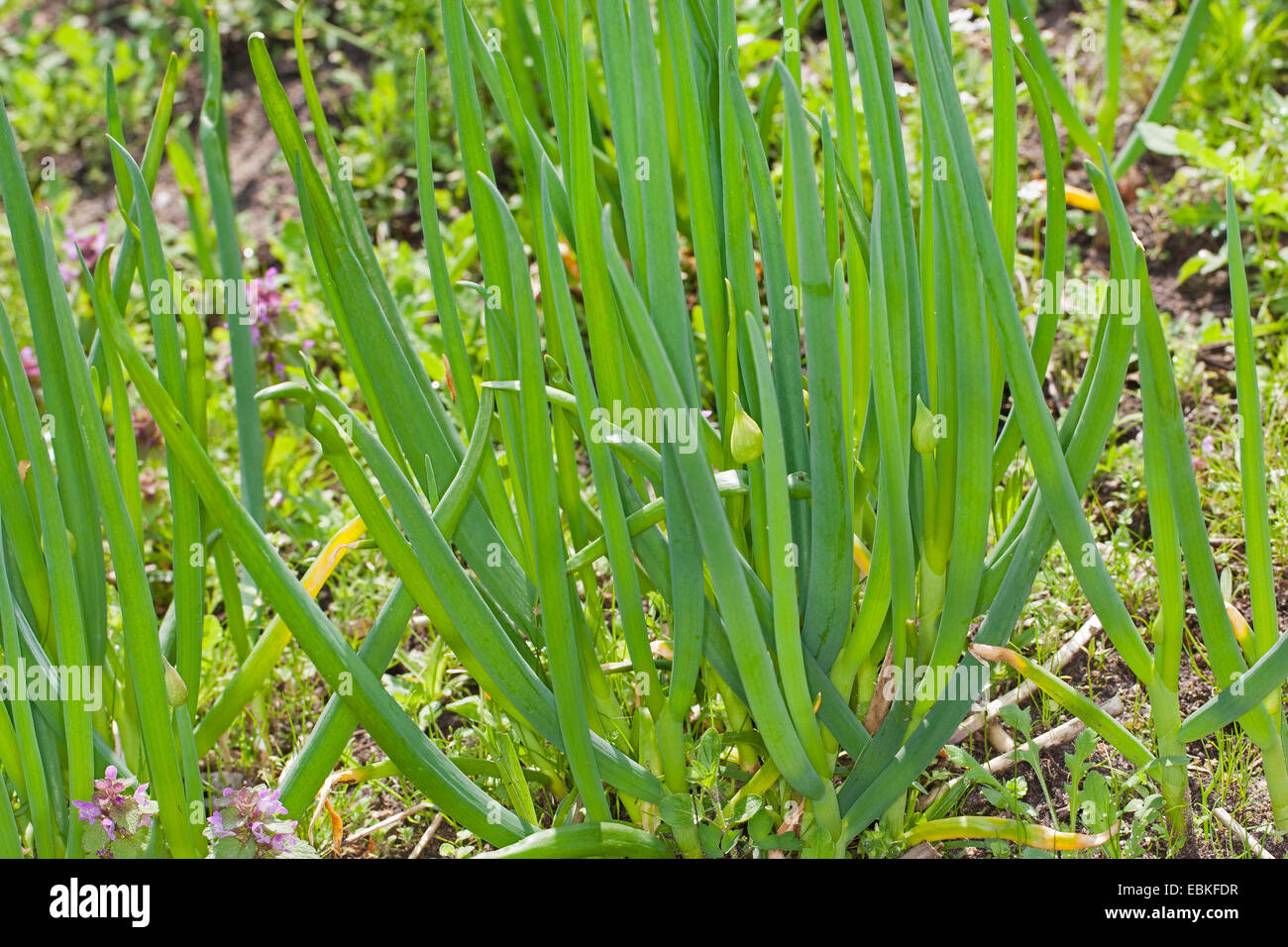 Garden onion, Bulb Onion, Common Onion (Allium cepa), plant in a garden Stock Photo