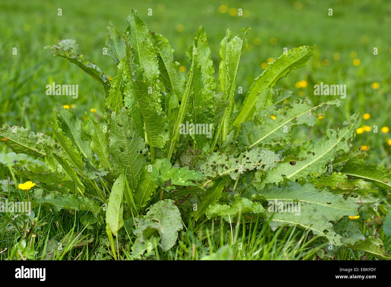 curled dock, curly dock, yellow dock (Rumex crispus), leaves before leaves, Germany Stock Photo