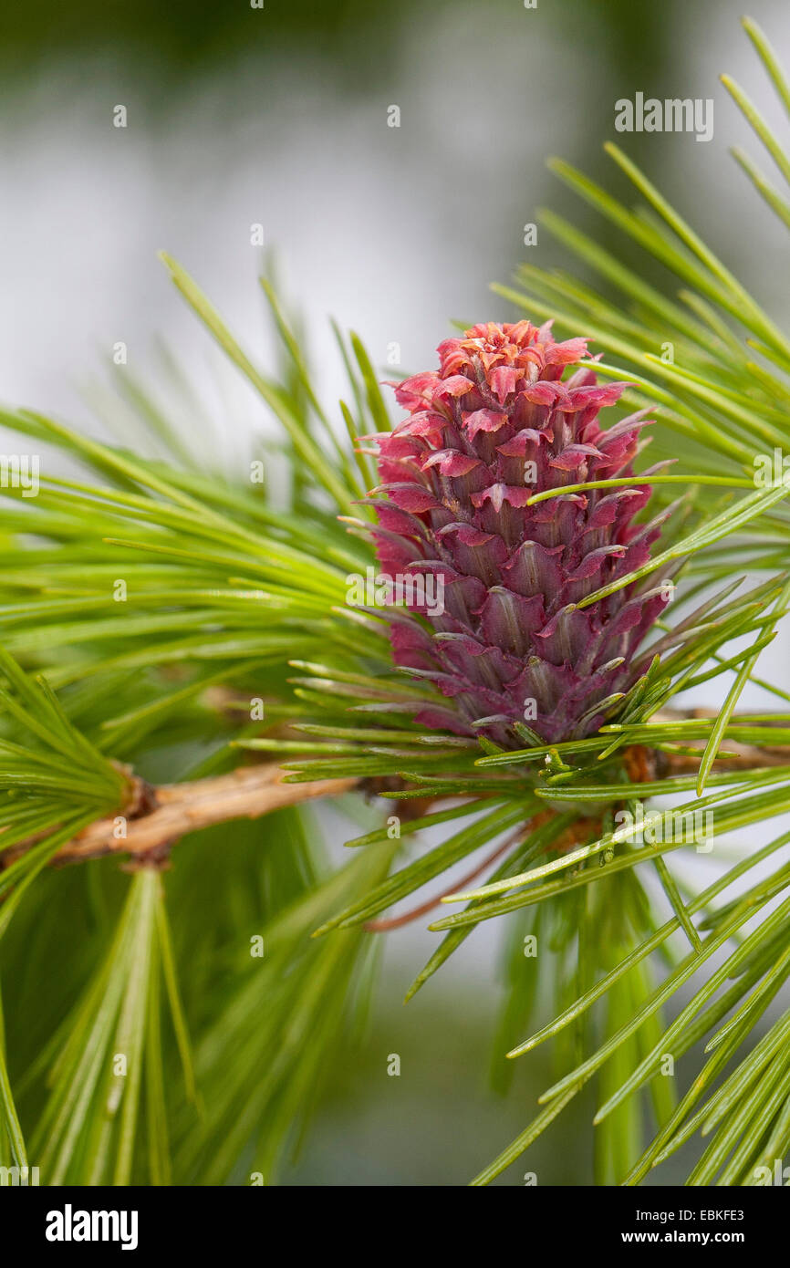 common larch, European larch (Larix decidua, Larix europaea), young shoots and blooming cone in spring, Germany Stock Photo
