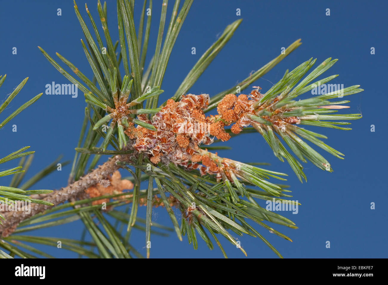 Scotch pine, scots pine (Pinus sylvestris), branch with male flowers, Germany Stock Photo