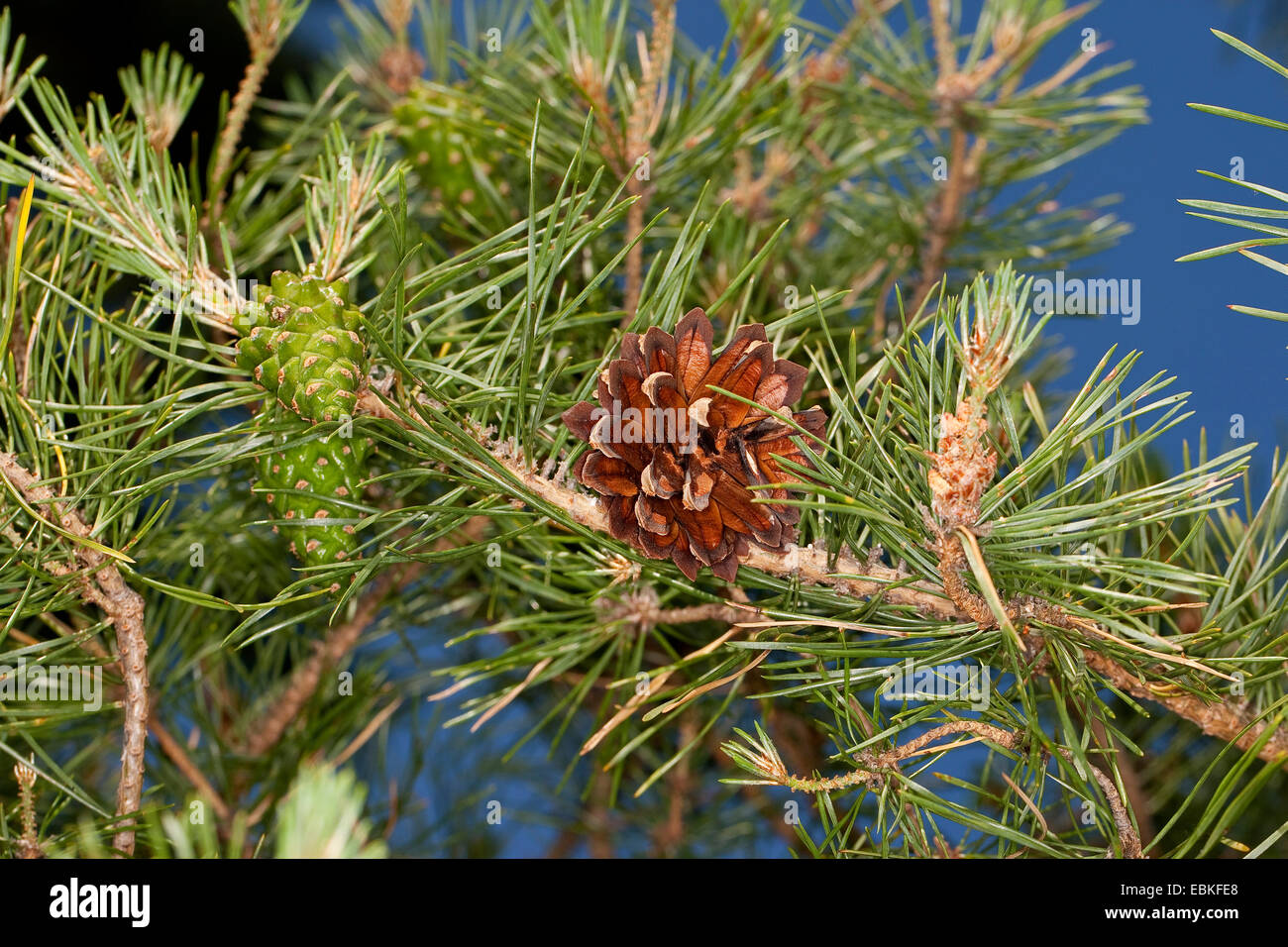 Scotch pine, scots pine (Pinus sylvestris), branch with yung and old cone, Germany Stock Photo