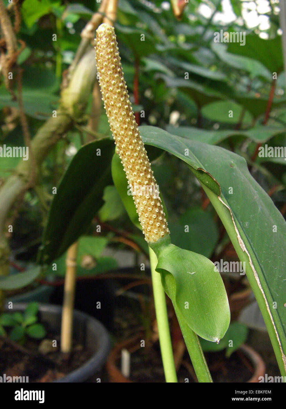 Anthurium bakeri (Anthurium bakeri), inflorescence Stock Photo - Alamy
