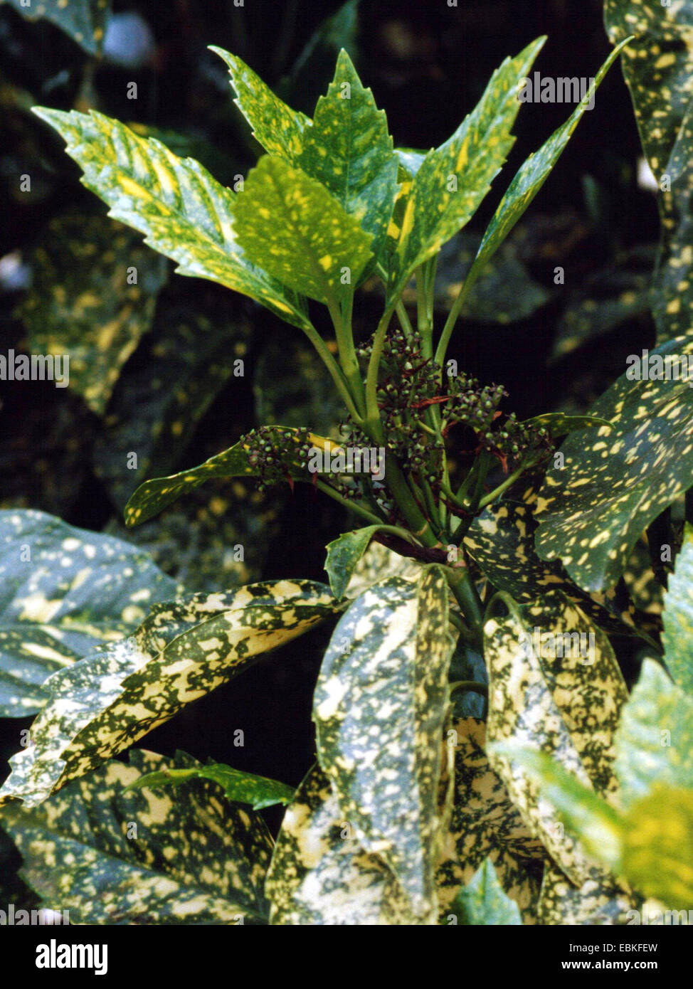 Aucuba japonica plant hi-res stock photography and images - Alamy