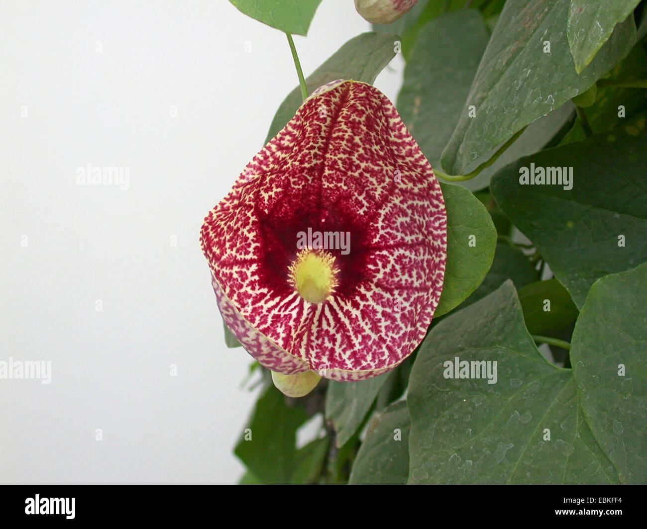 Dutchman's pipe (Aristolochia littoralis), flower Stock Photo