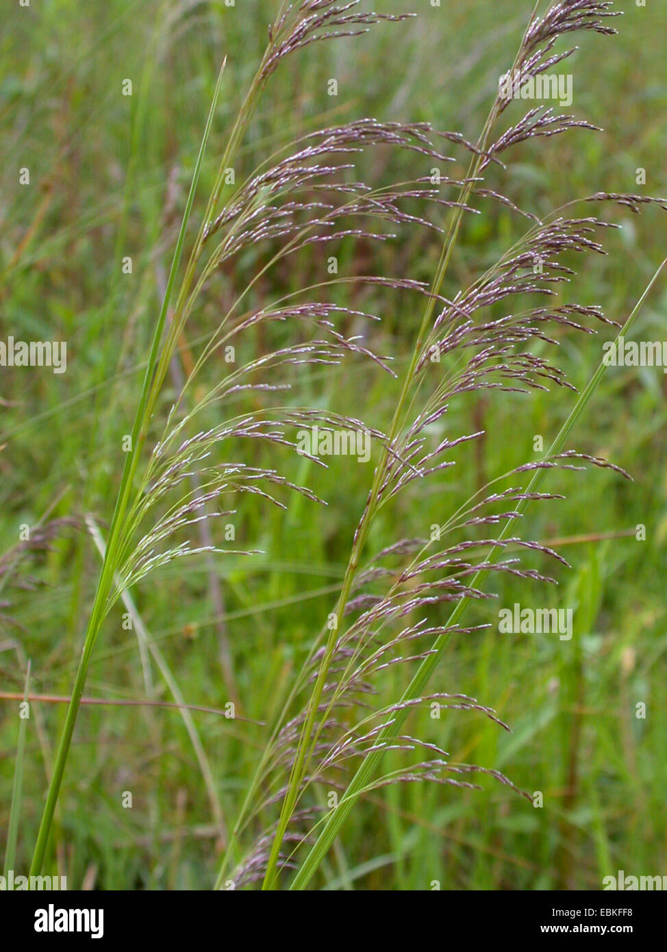 Tufted hair grass deschampsia cespitosa panicles hires stock photography and images Alamy