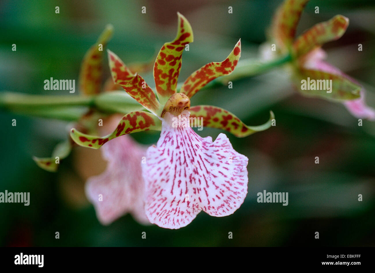 Zygopetalum mackai (Zygopetalum Intermedium), flower Stock Photo