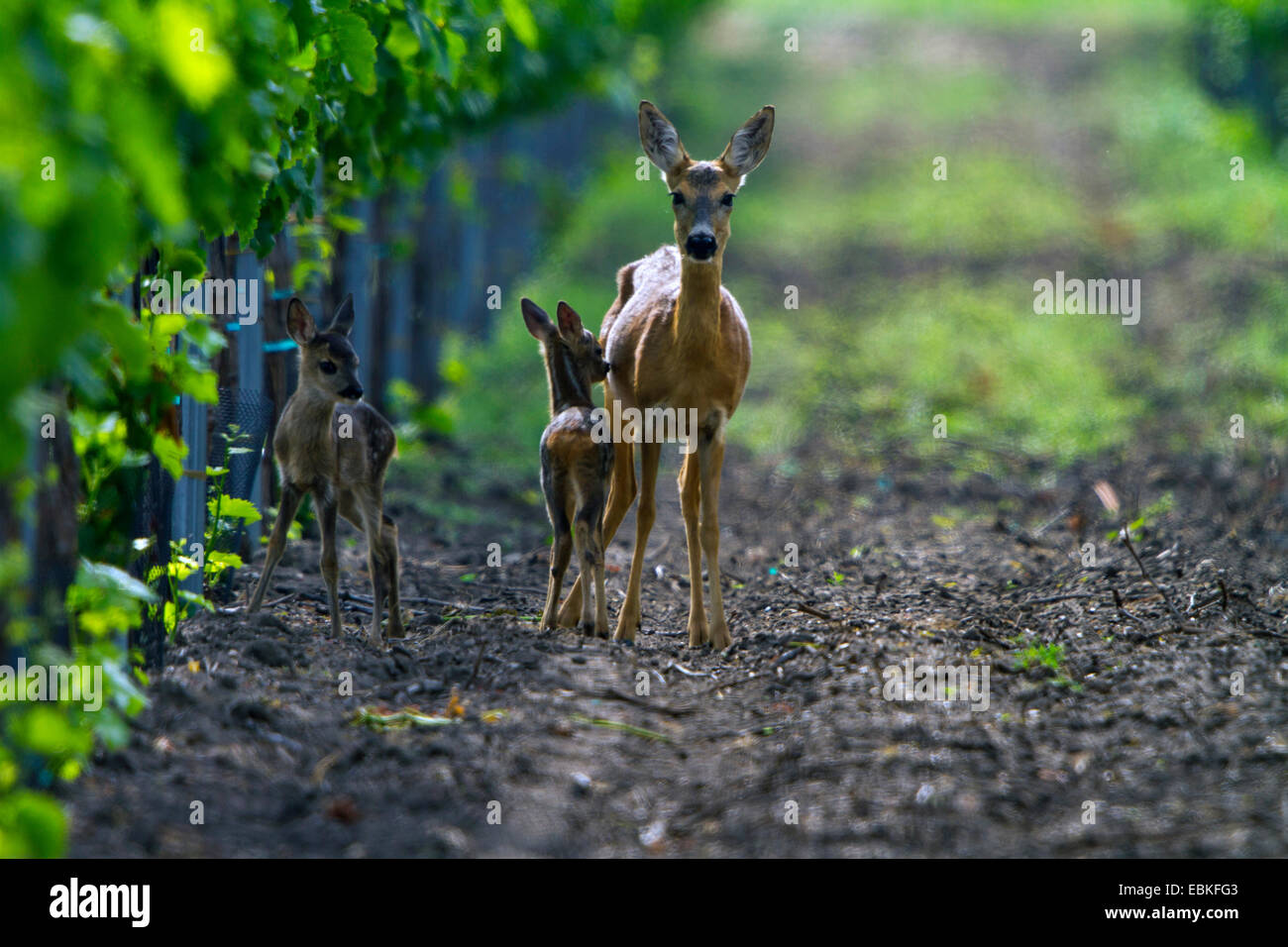 roe deer (Capreolus capreolus), foe with fwans, Austria, Burgenland Stock Photo