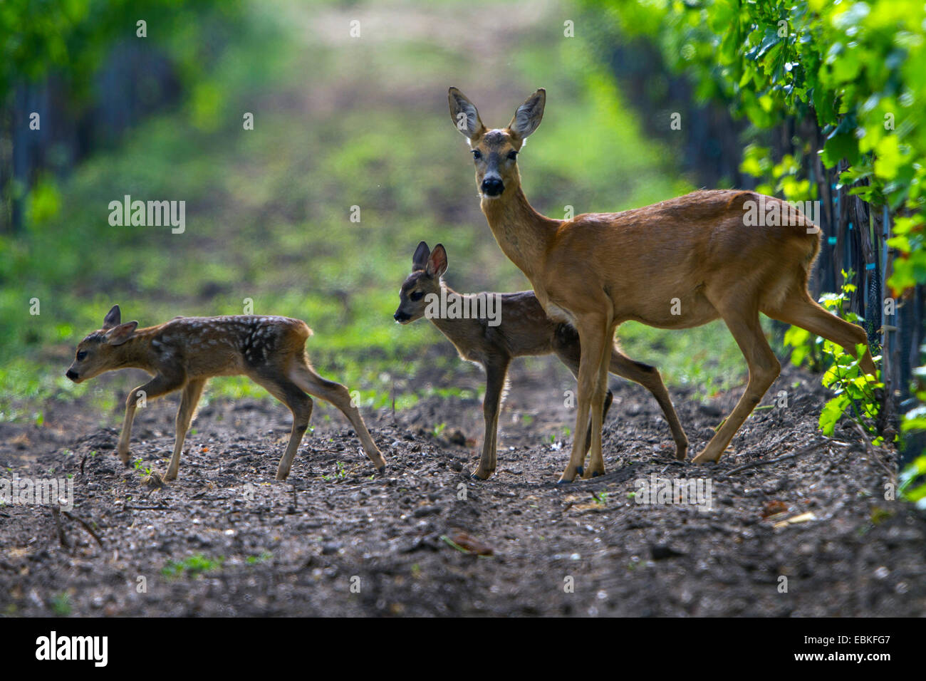 roe deer (Capreolus capreolus), foe with fwans, Austria, Burgenland Stock Photo