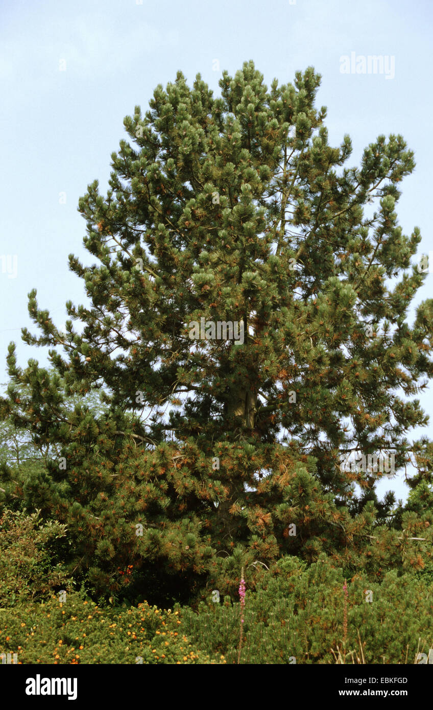 Bosnian Pine, Palebark Pine (Pinus leucodermis), single tree Stock Photo