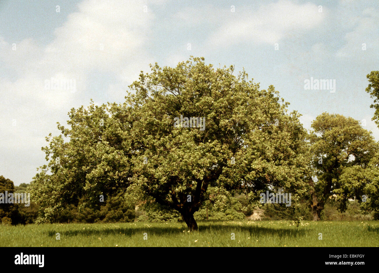 Dyer's oak, Vallonian oak (Quercus macrolepis), single tree in a meadow Stock Photo