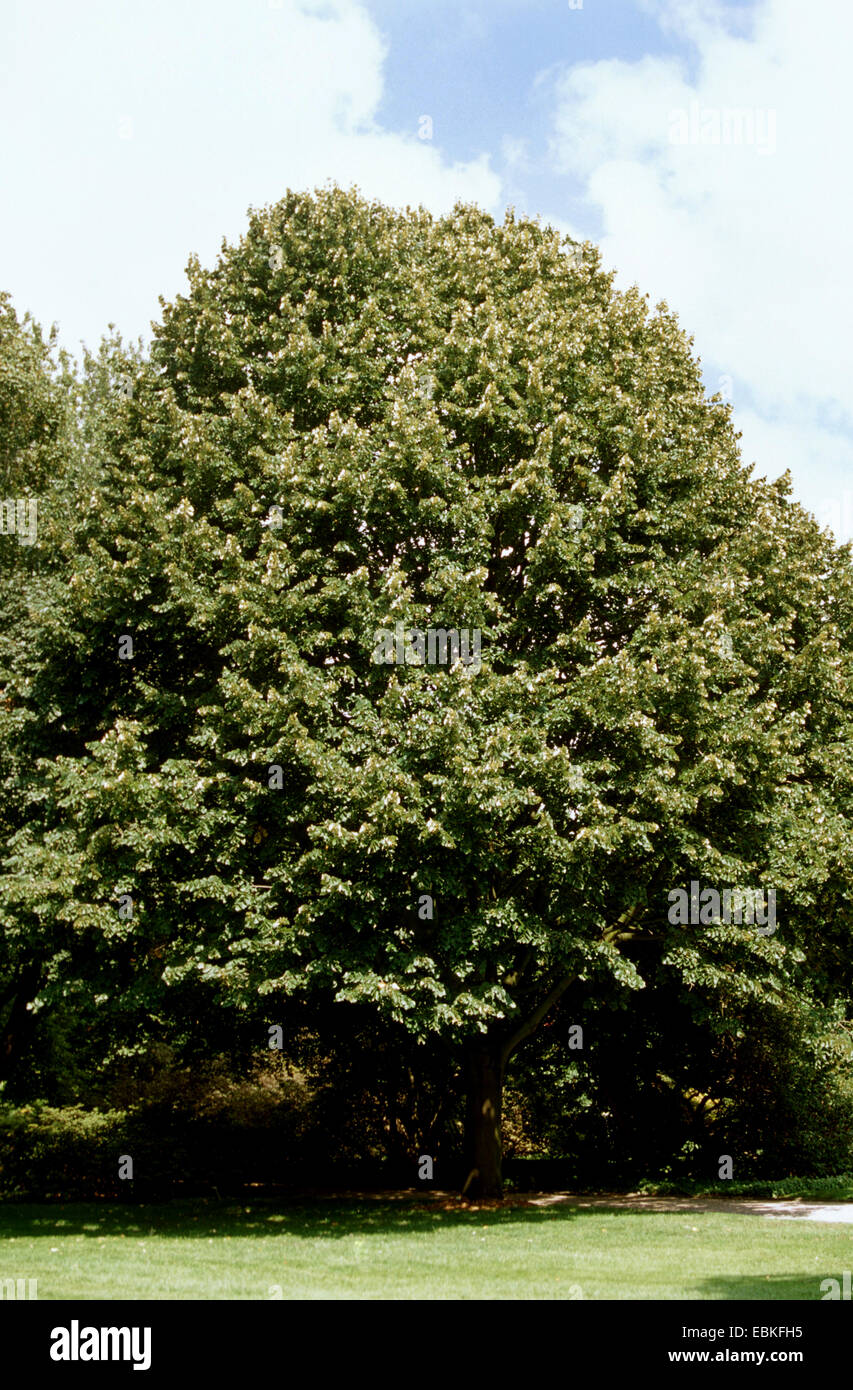 silver linden (Tilia tomentosa), single tree, Germany Stock Photo