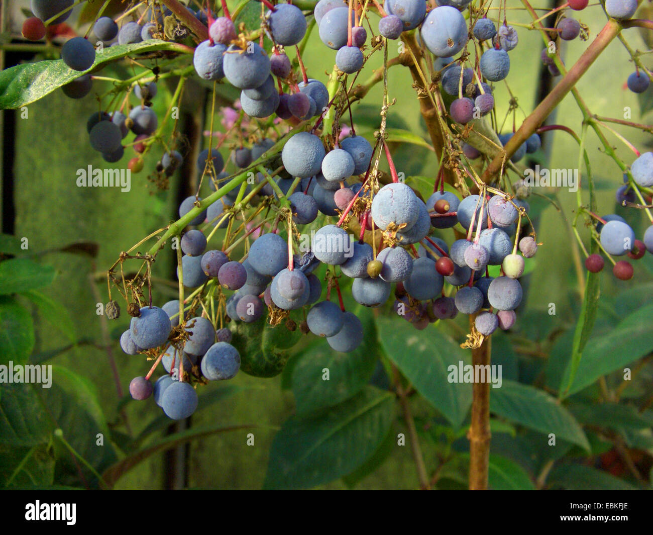 Shrubby Fuchsia, Paniculate Fuchsia (Fuchsia paniculata), fruiting Stock Photo