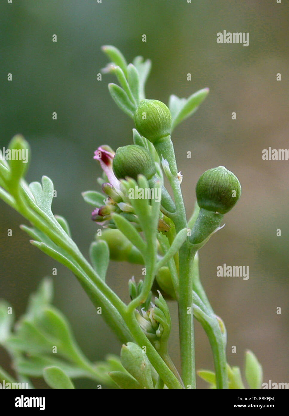 few-flowered fumitory (Fumaria vaillantii), fruiting, Germany Stock Photo