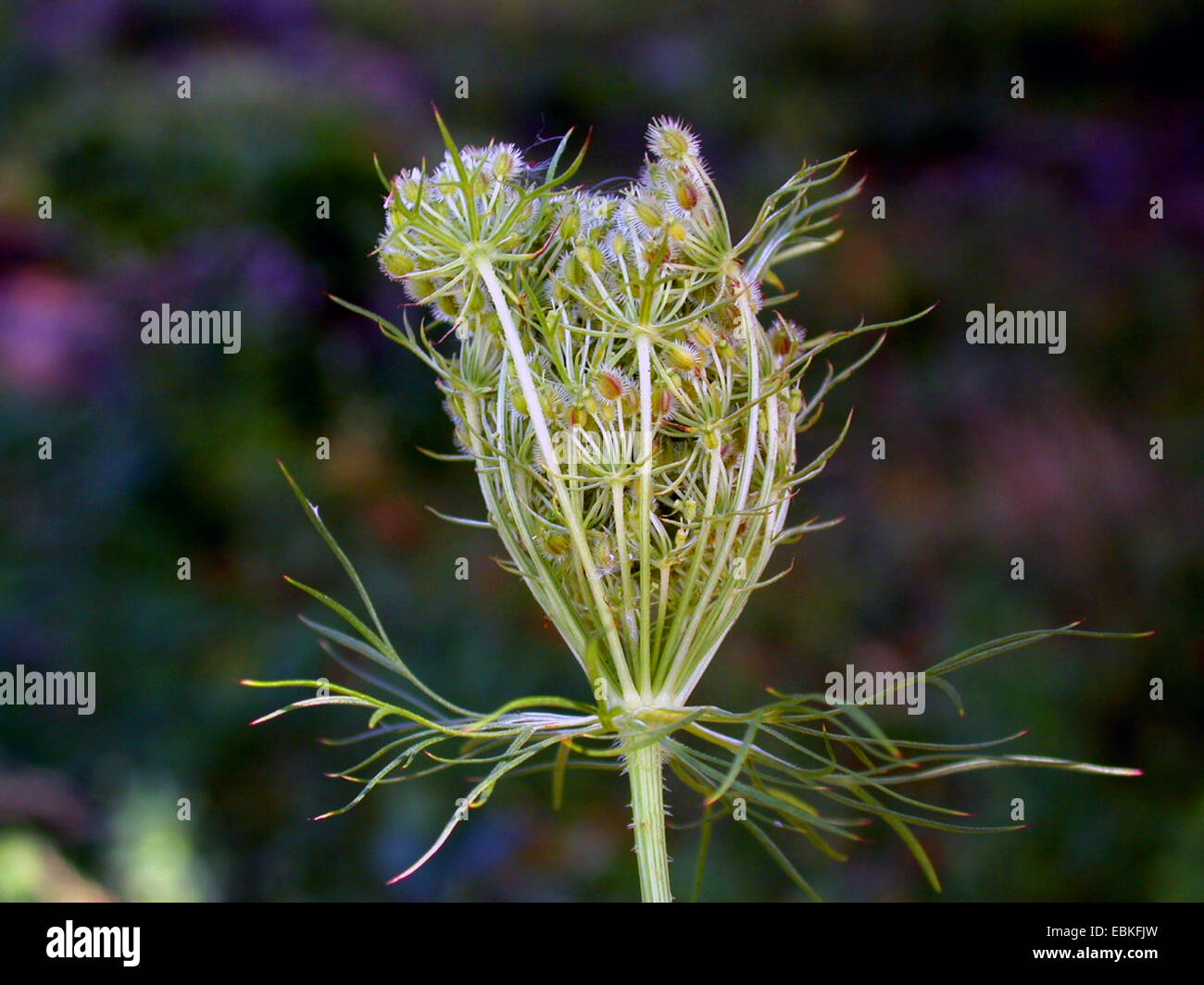 Queen Anne's lace, wild carrot (Daucus carota), infructescence, Germany Stock Photo