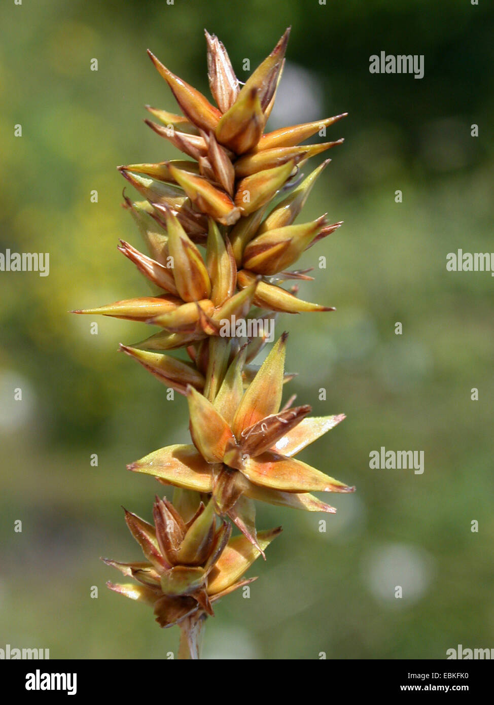 spiked sedge (Carex spicata), infructescence, Germany Stock Photo