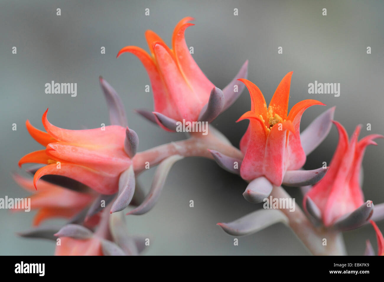 Echeveria, Oliveranthus Rose (Echeveria runyonii 'Topsy Turvy', Echeveria runyonii Topsy Turvy), cultivar Topsy Turvy, flowers Stock Photo
