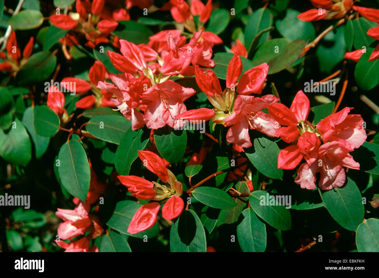 Rhododendron Duke Of York High Resolution Stock Photography and Images -  Alamy