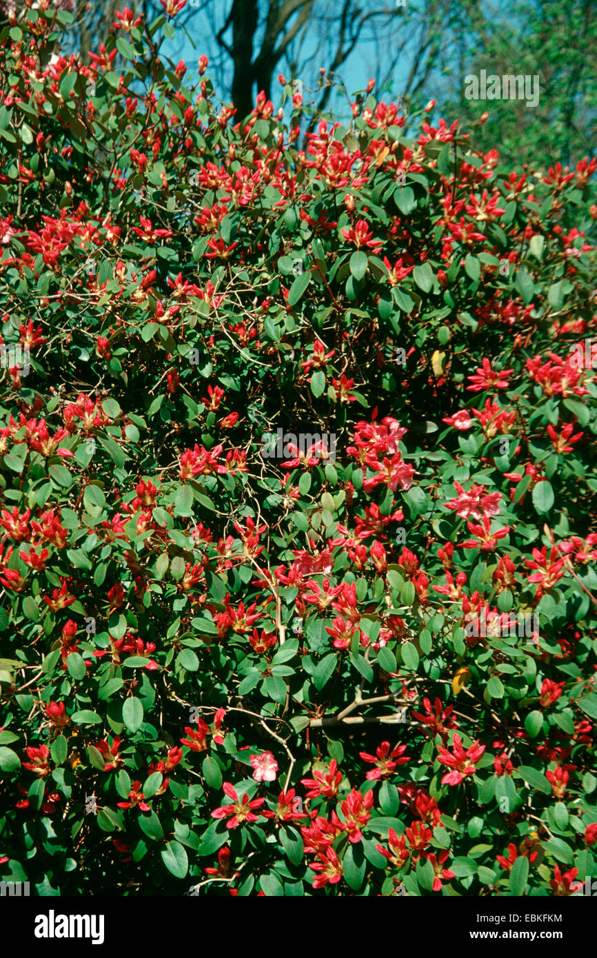 Rhododendron rhododendron duke of york hi-res stock photography and images  - Alamy