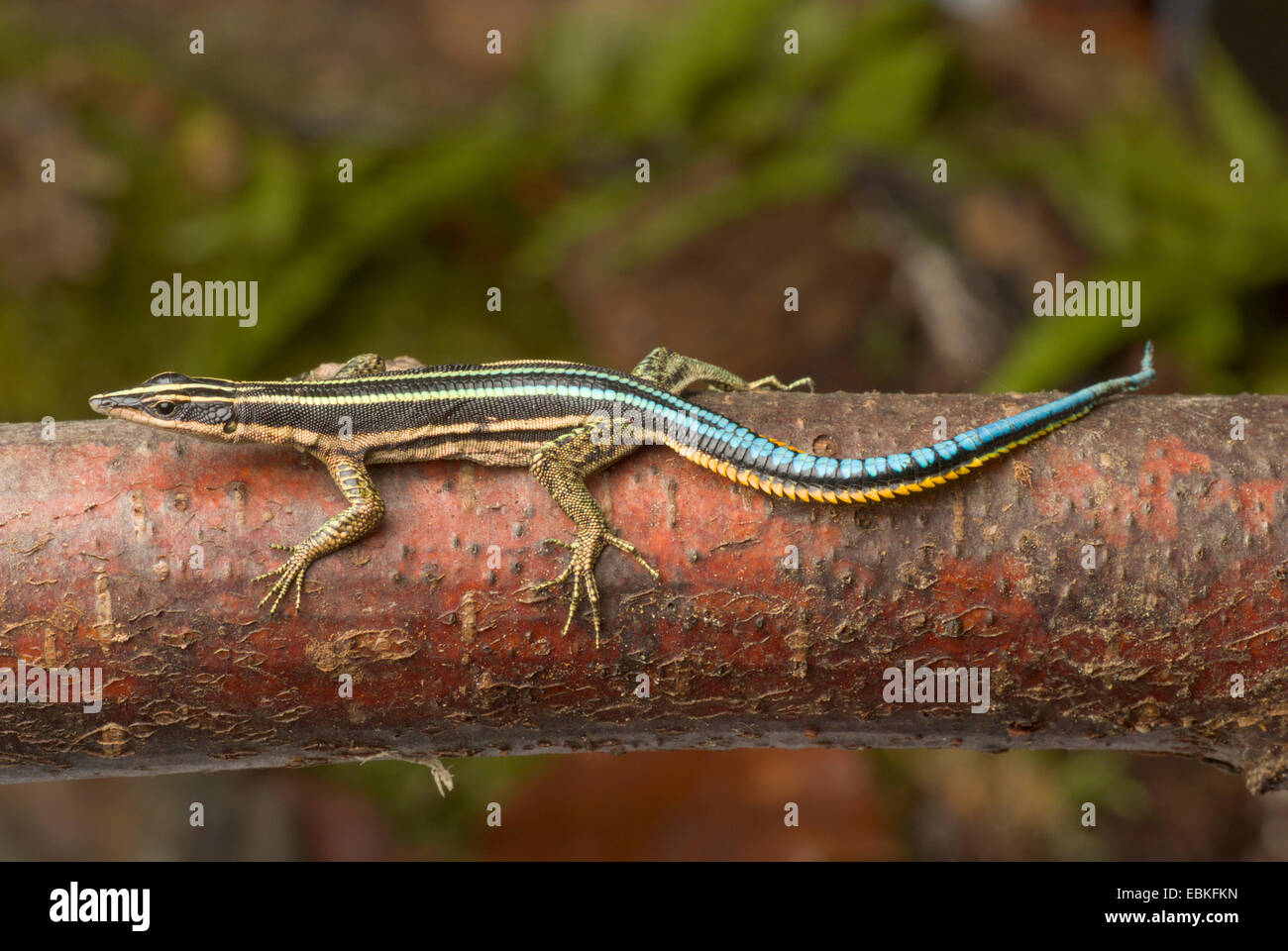 Sawtail lizard, Neon Blue Tailed Tree Lizard (Holaspis guentheri), on a