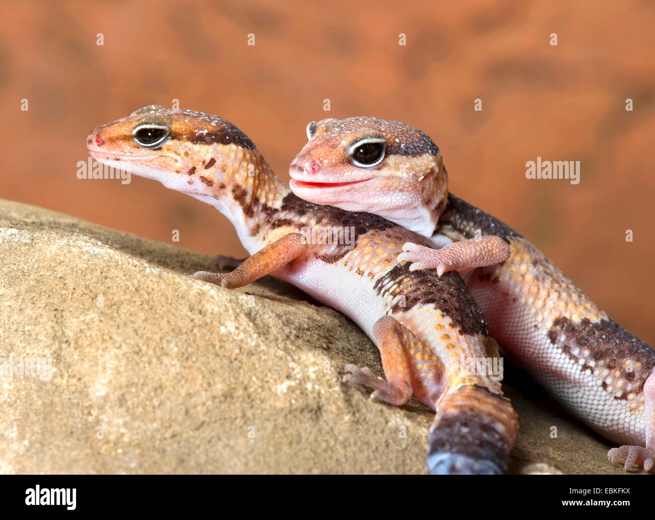 Fat-tailed gecko, African Fat-tailed Gecko (Hemitheconyx caudicinctus), two Fat-tailed geckos Stock Photo