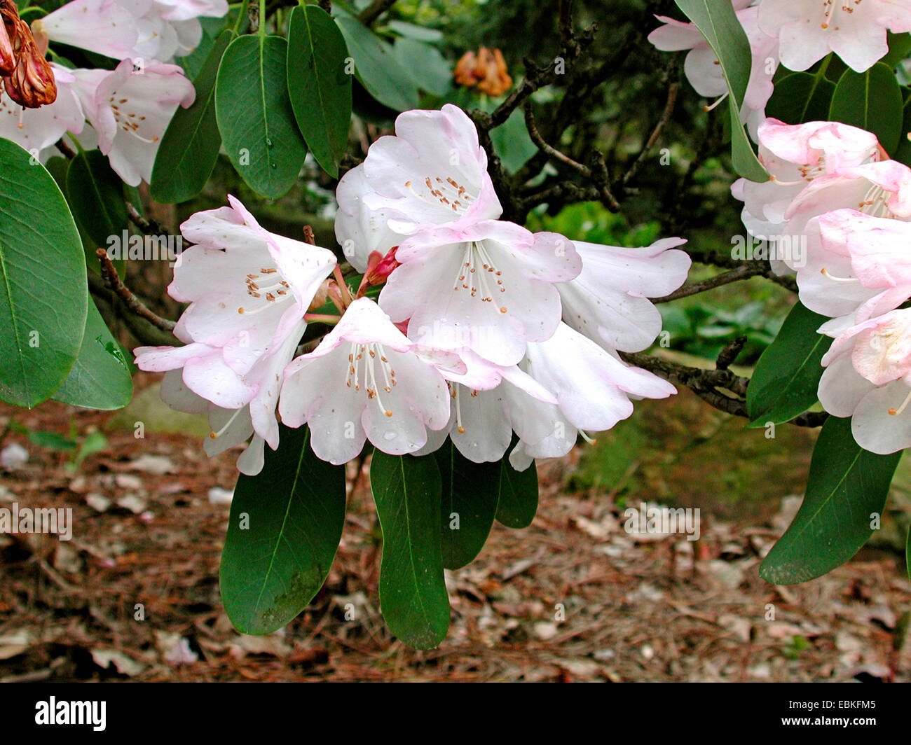 rhododendron roseum pink Rhododendron Roseum Elegans 5gal main image 1