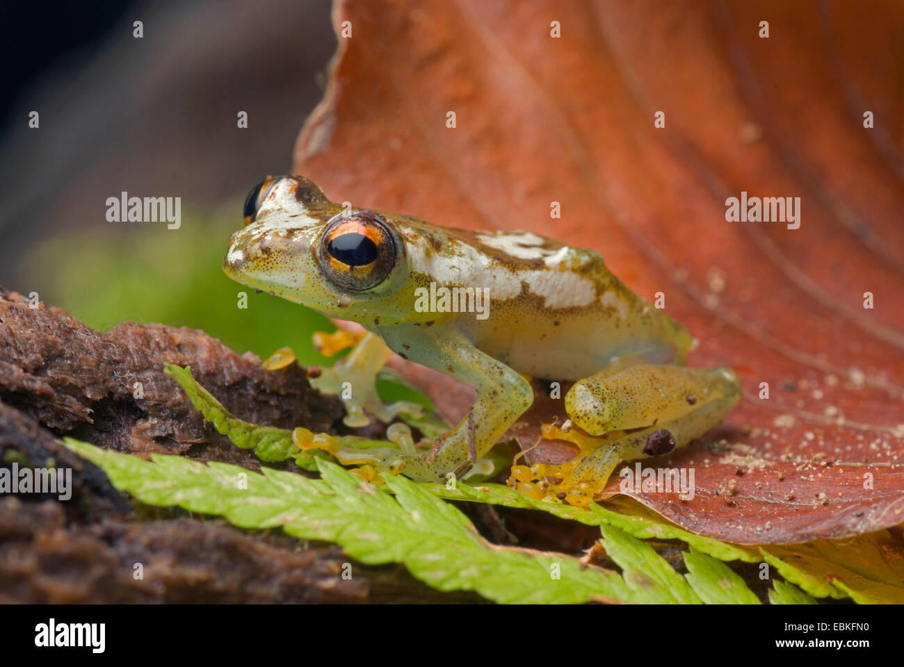Reed frog (Hyperolius spinigularis), on a leaf Stock Photo