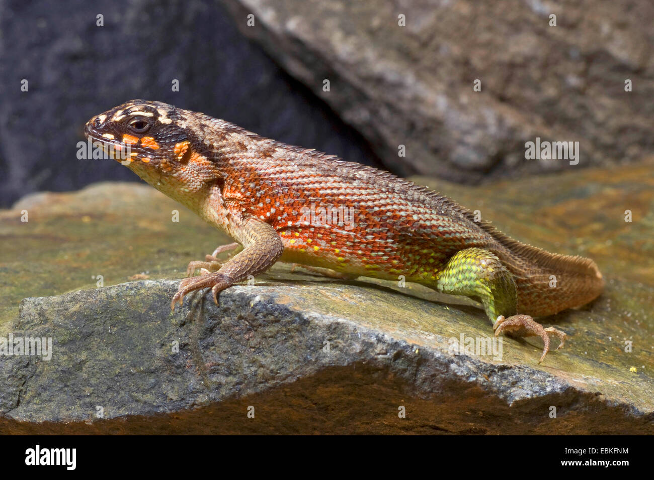Haitian curlytail lizard, Masked Curly-tailed Lizard (Leiocephalus personatus), male Stock Photo