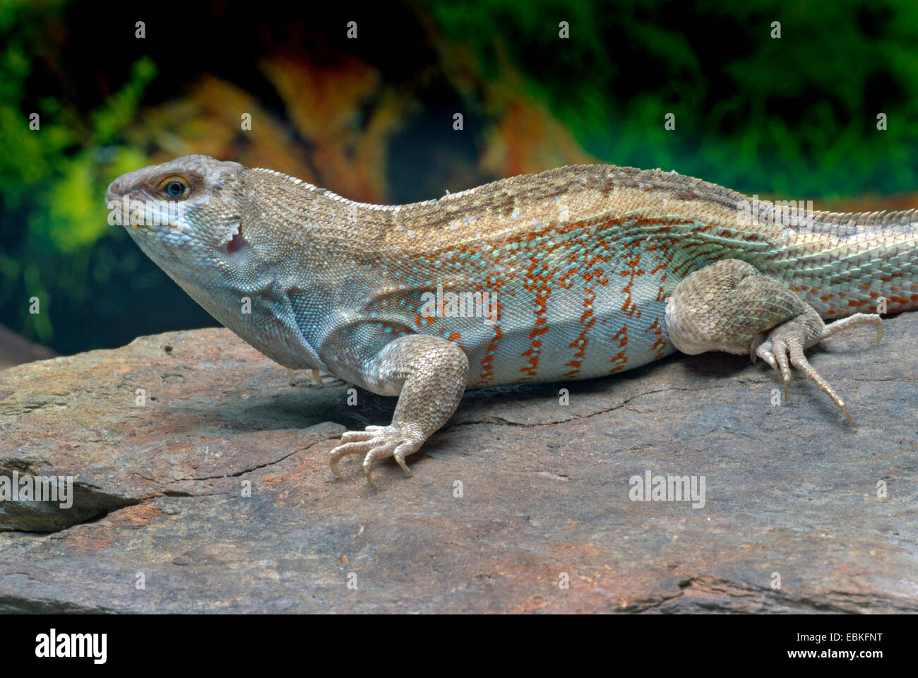 Red-sided curlytail lizard, Haitian curly-tail (Leiocephalus schreibersii), male Stock Photo