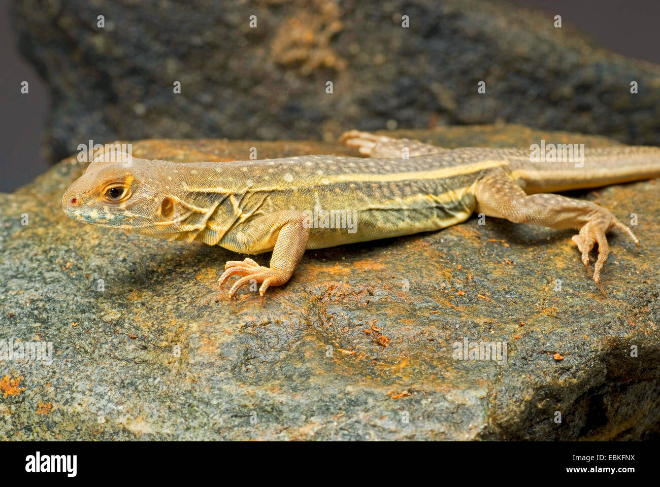 Boehme's Butterfly Lizard (Leiolepis boehmei), on a stone Stock Photo