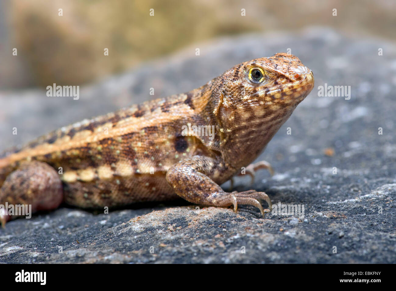 Red-sided curlytail lizard, Haitian curly-tail (Leiocephalus schreibersii), female Stock Photo