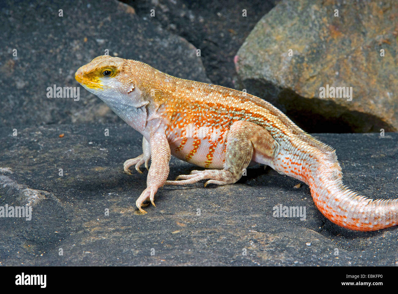 Red-sided curlytail lizard, Haitian curly-tail (Leiocephalus schreibersii), male Stock Photo