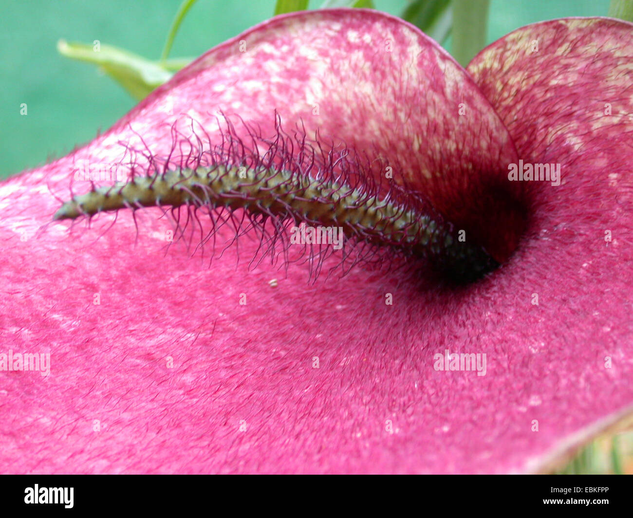 Helicodiceros muscivorus hires stock photography and images Alamy